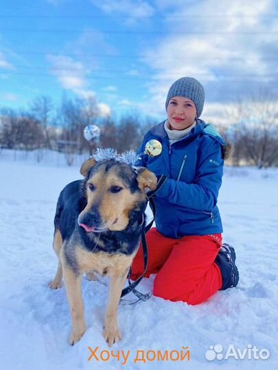 Замечательный пес мудрый ласковый дружелюбный ко в