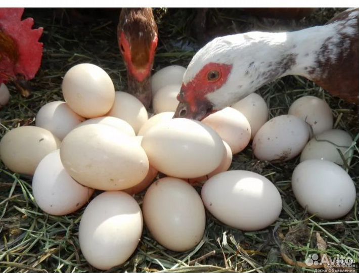 Инкубационное яйцо мускусной утки