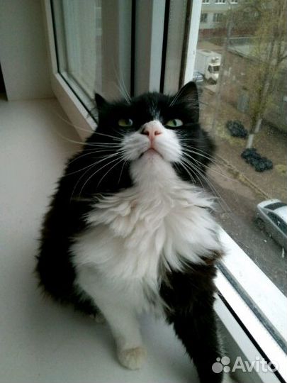 Кошечка, 7 месяцев