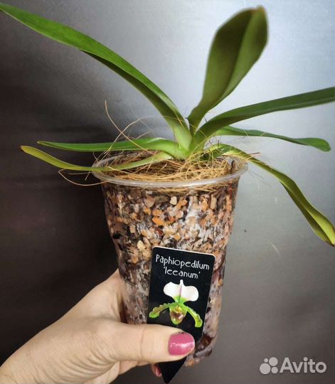 Комнатные растения