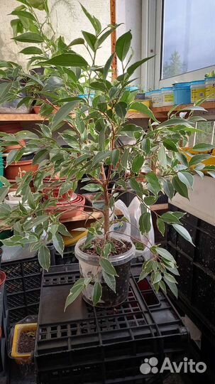 Фикус Бенджамина Старлайт