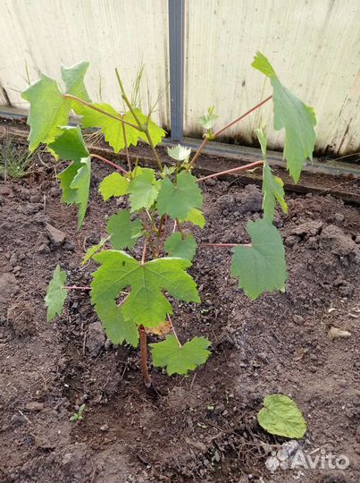 Саженцы винограда