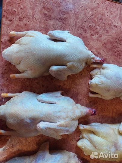 Утка домашняя мясо