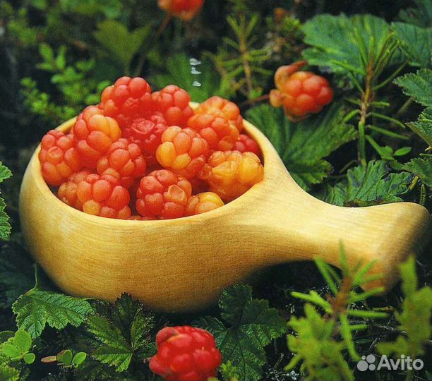 Замороженное пюре Морошка 1кг