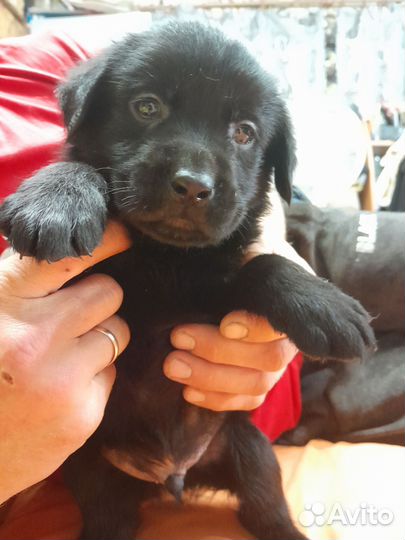 Лабрадорчики