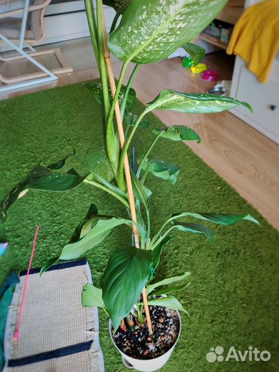 Диффенбахия Макулата+Крупнолистная, 100 см