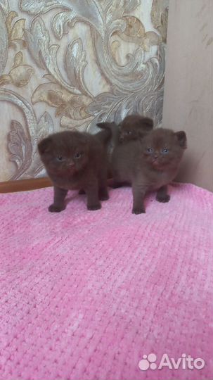 Шотландские вислоухие котята