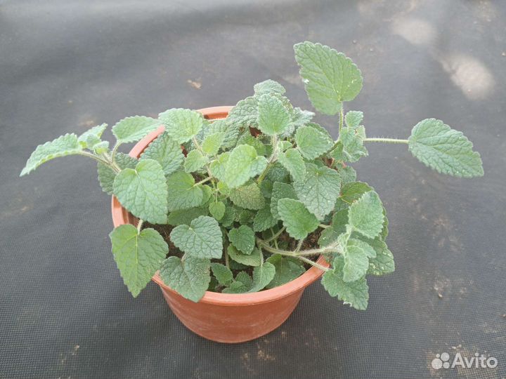 Мелисса оранчелло