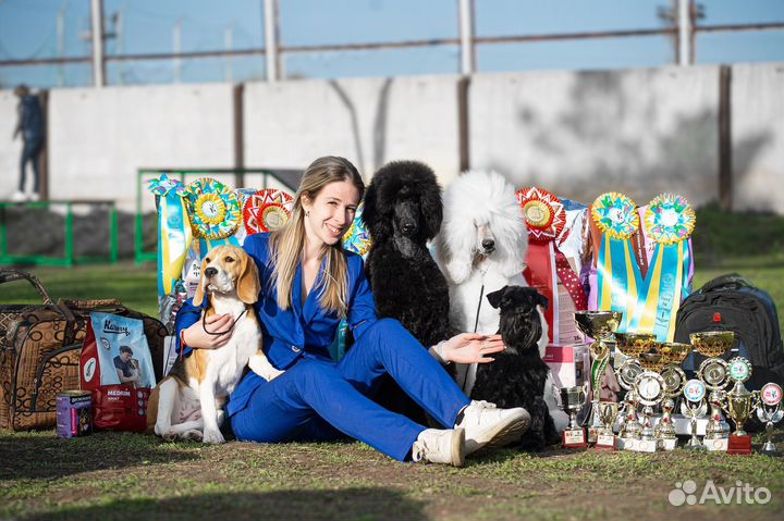 Хендлер. Подготовка и показ собаки на выставке