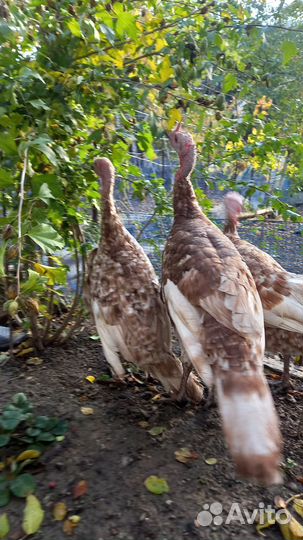 Индюки Красный Бурбон