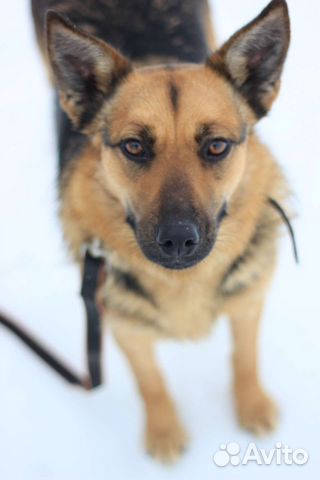 Метис овчарки