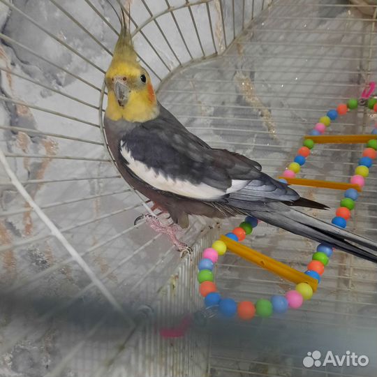 Попугай корелла птенец