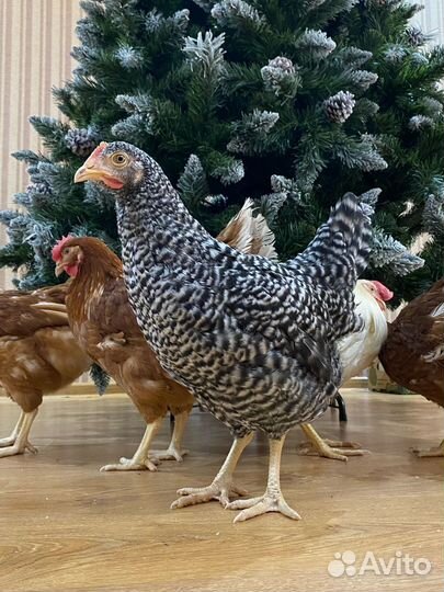 Куры несушки яйичные и мясо-яйичные, домашние)