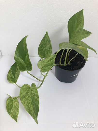 Сциндапсус марбл квин