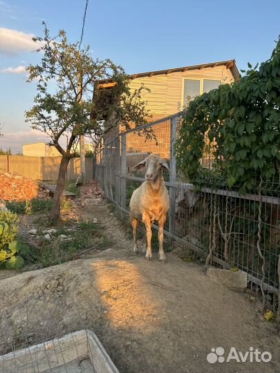 Овца. Помесь, Мериноландшаф и меринос. Воз. 2,4