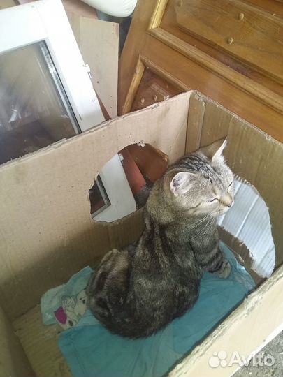 Отдам в добрые руки котят