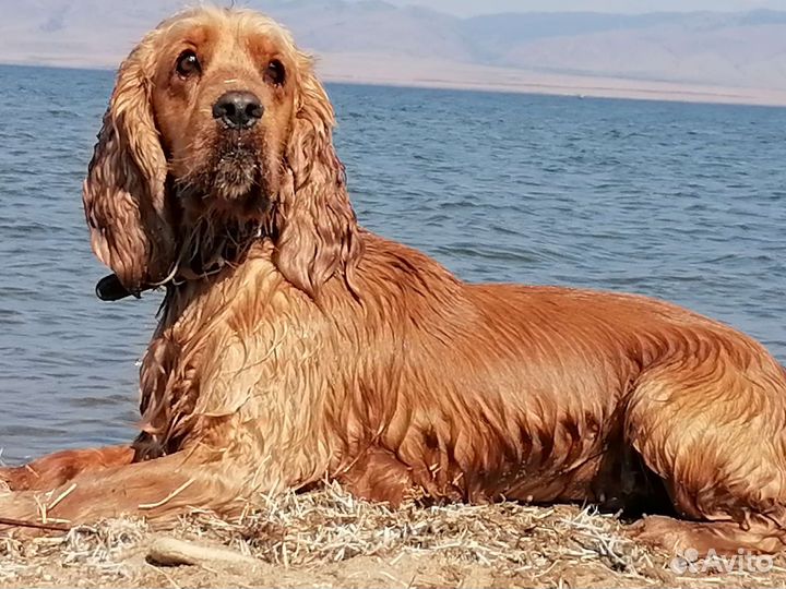 Щенки кокер спаниеля