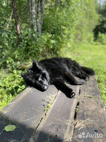 Собака на случку