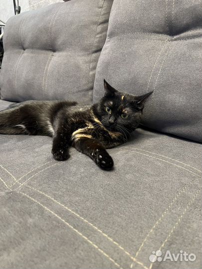 Кошка в добрые руки бесплатно