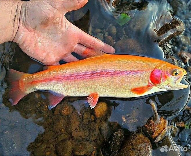 Форель живая, стейки форели