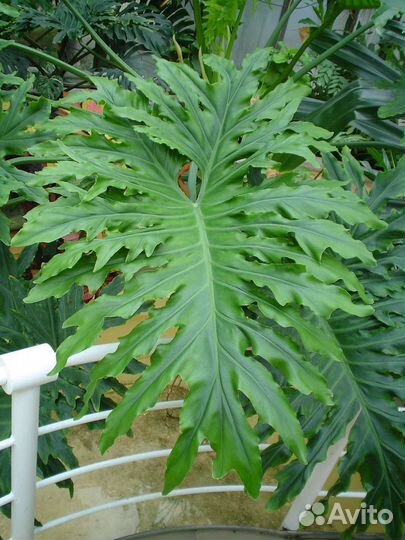 Филодендрон Селло