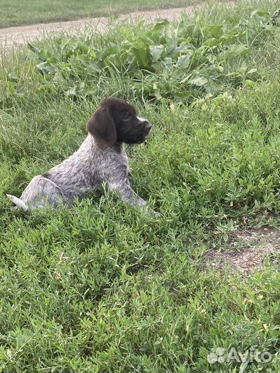 Продаю щенков Дратхаар