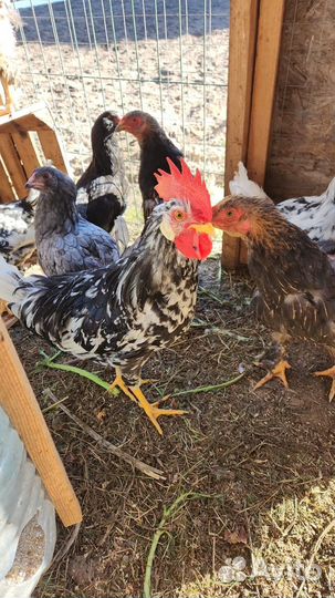 Петухи леггорн долматинец