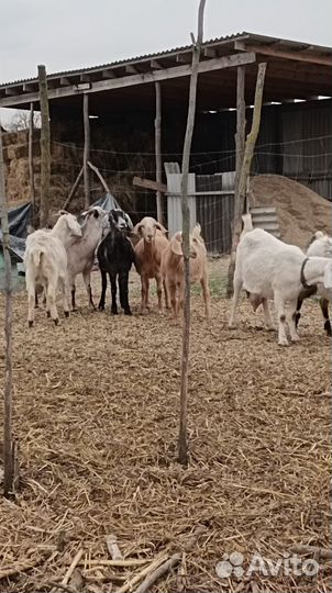 Козы котные