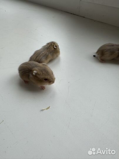 Джунгарский хомяк