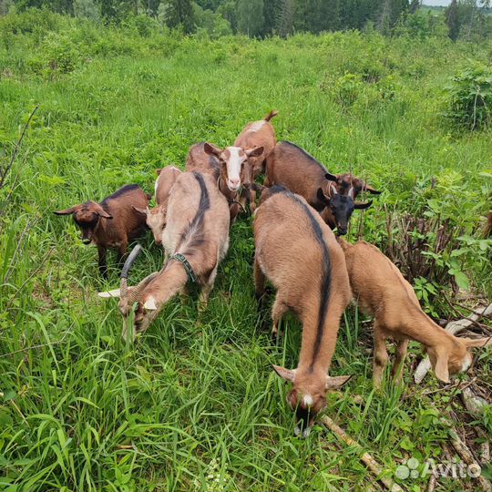 Козье молоко