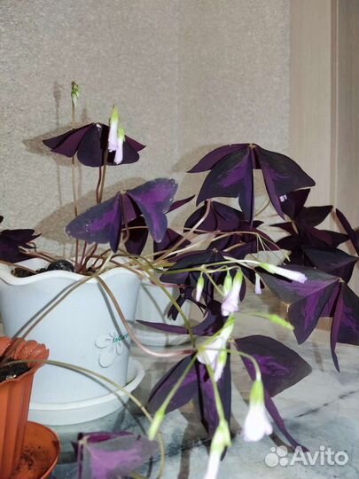 Кислица,оксалис