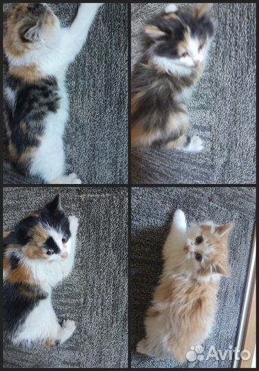 Славные котята