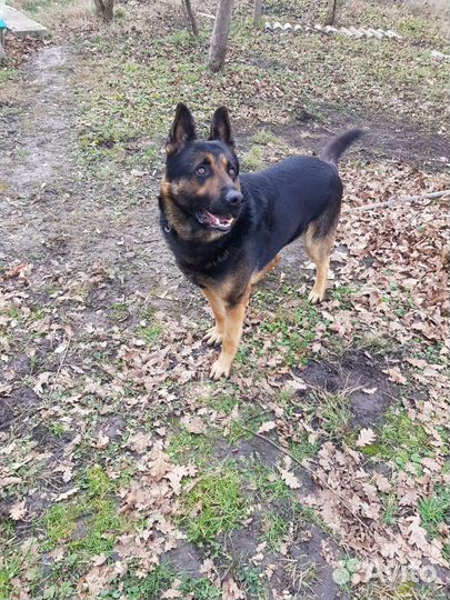 Немецкая овчарка вязка