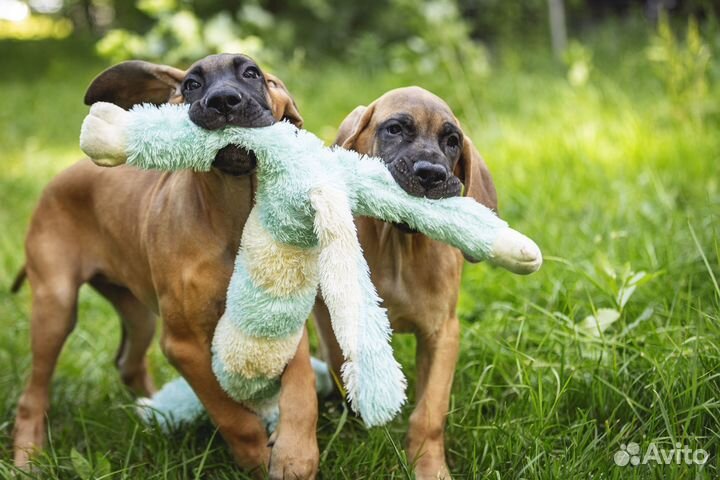 Щенки немецкого дога