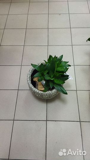 Комнатные цветы