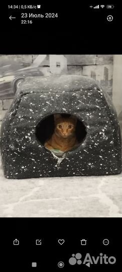 Отдам кота в добрые руки