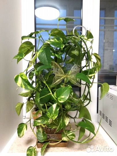 Сциндапсус эпипремнум Epipremnum scindapsus Aureum