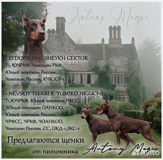 Щенок Доберман, Мальчик Берингар