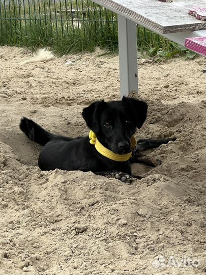 Маленькая собака