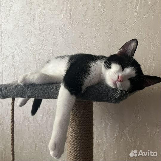 Кошечка в добрые руки