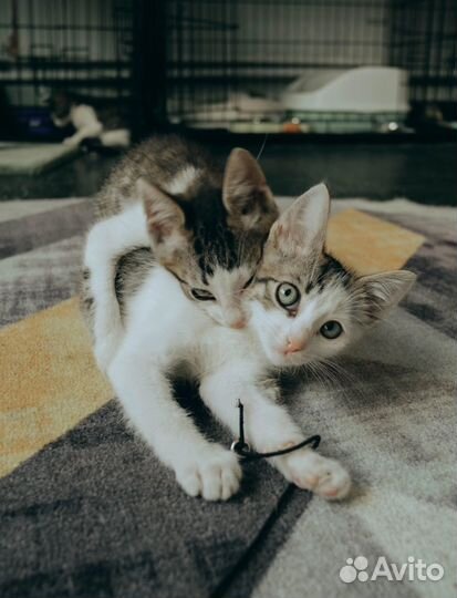 Котята в добрые руки игривые Элвис,Мартин,Глория
