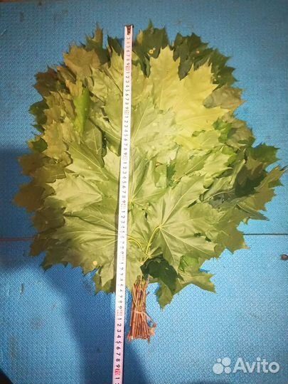 Кленовый веник