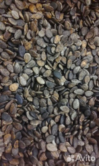 Семена Арбуза и Дыни