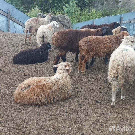 Овцы бараны ягнята