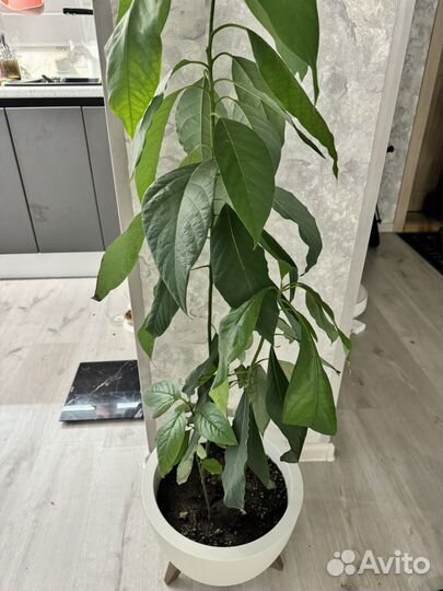 Авокадо растение