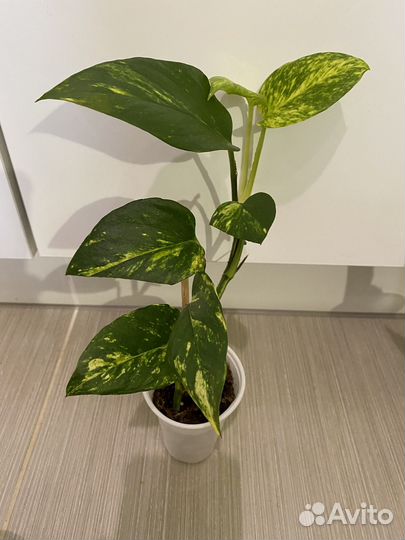 Эпипремнумы, сциндапсусы