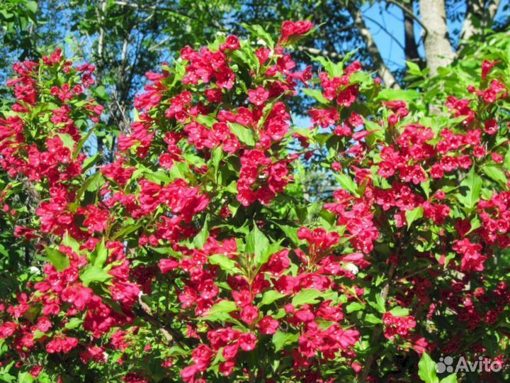 Вейгела Ред Принцес