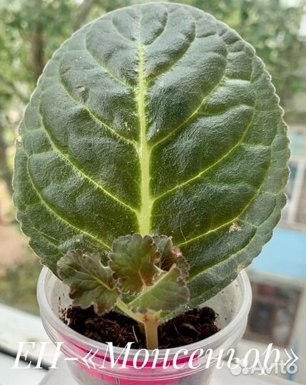 Сортовая глоксиния