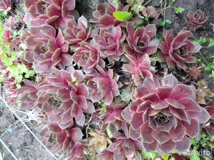 Молодило,каменная роза, опунции, суккуленты