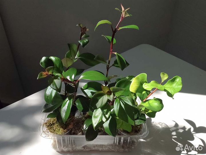 Гипоцирта/ нематантус комнатные растения